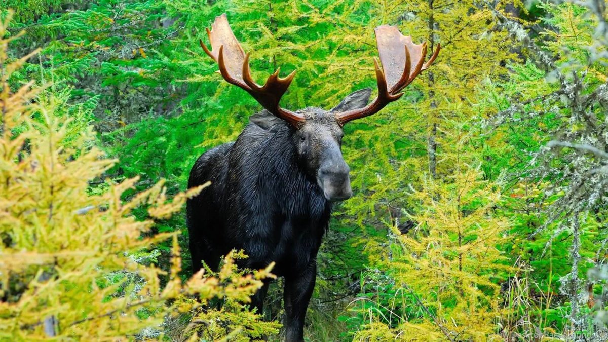 Уссурийский Лось