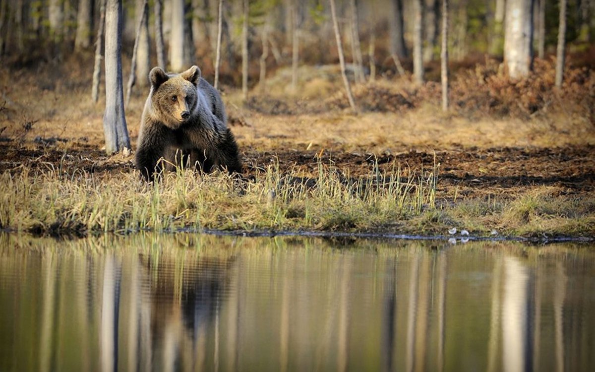 Медведь в лесу
