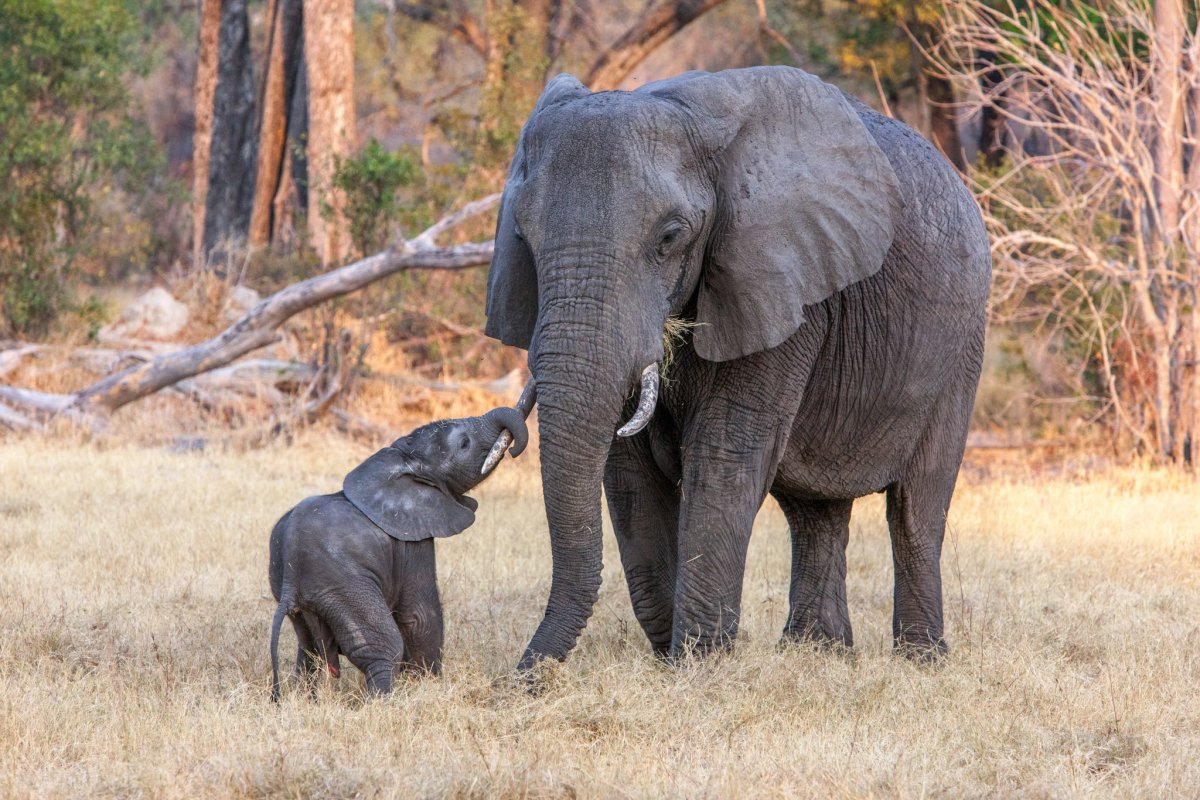 Мама Слоник и Слонята