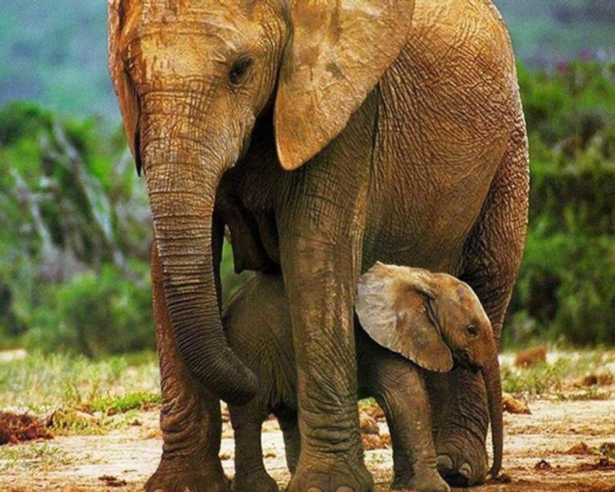 Слониха Слоненок и слон