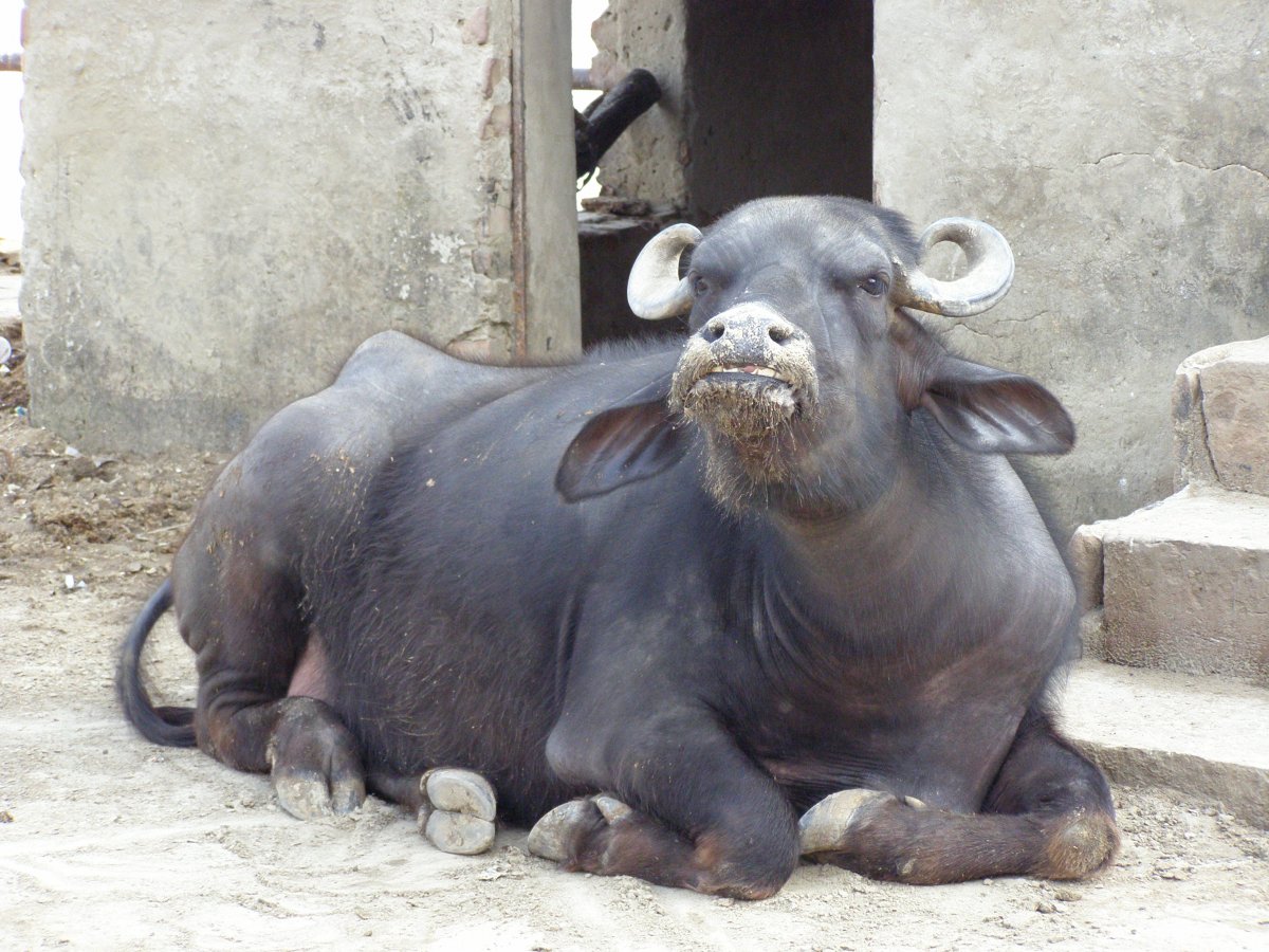 Бубалус домашнее животное