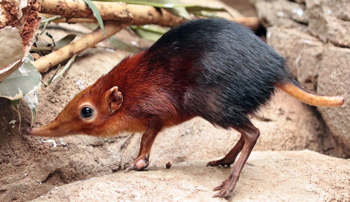 Хоботковая собачка Петерса