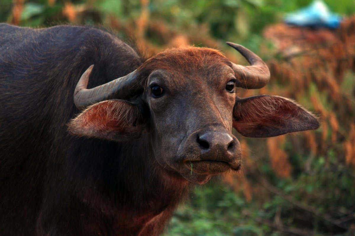 Насекомое буйвол