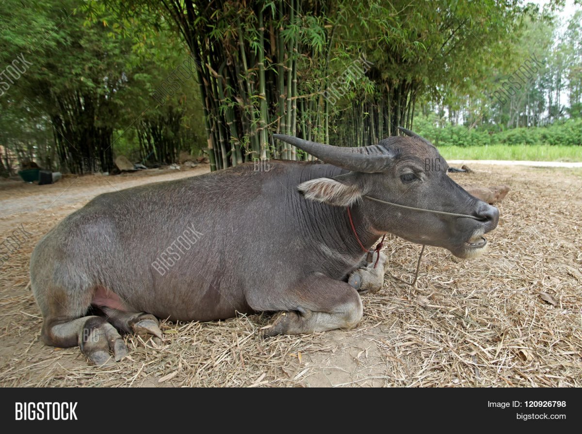 Бубалус фото