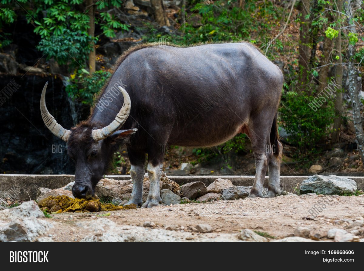 Бубалус фото