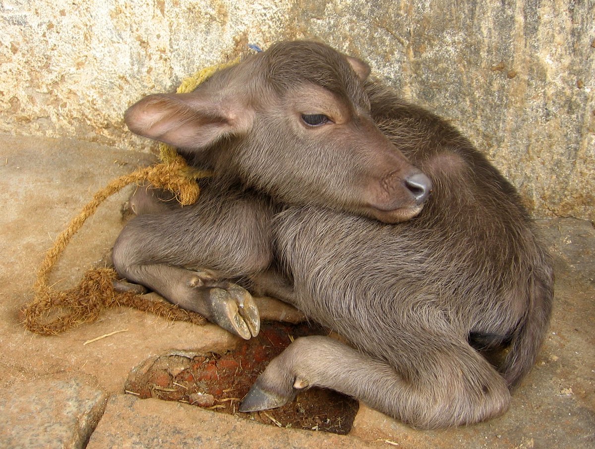 Бабалус животное