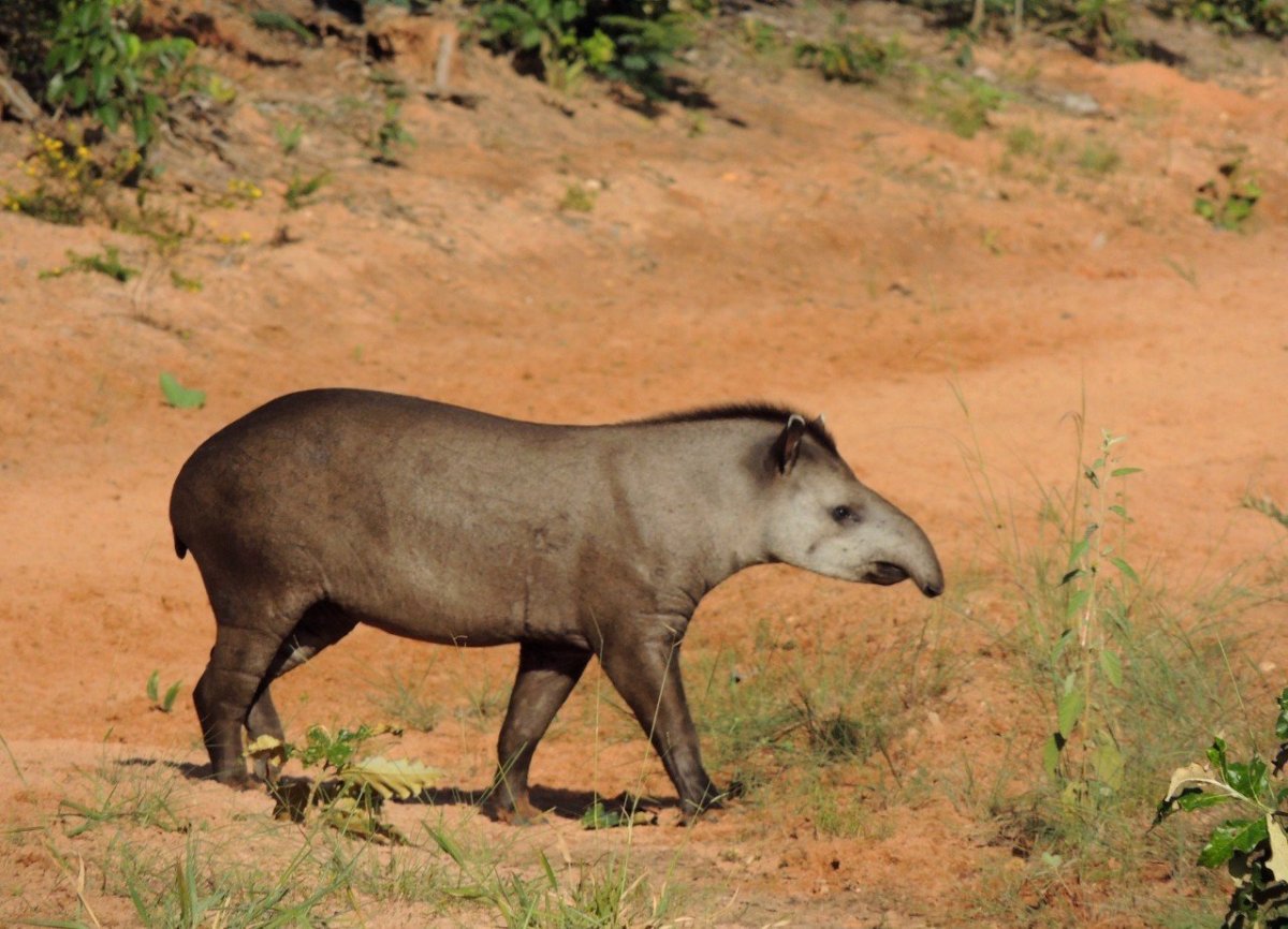 Бразильский тапир