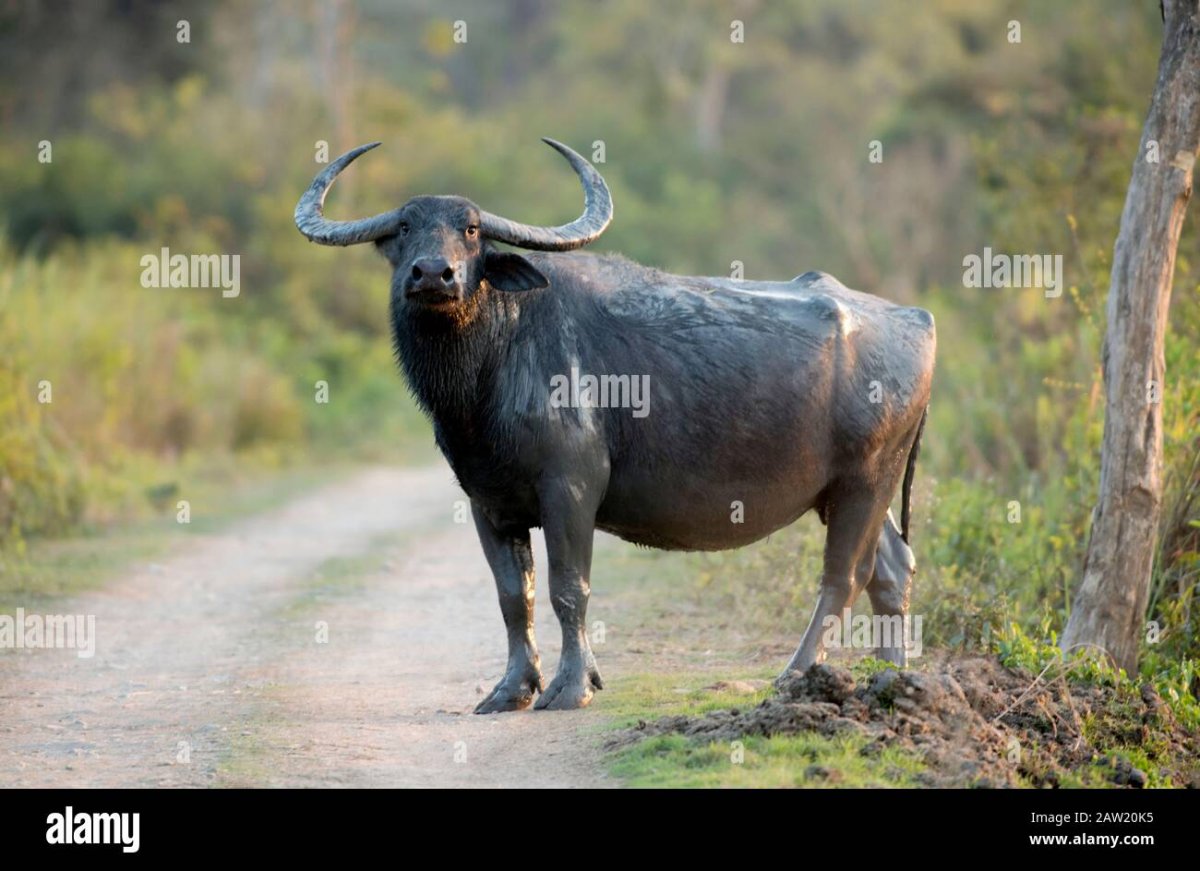 Сумки в Индии буйвол