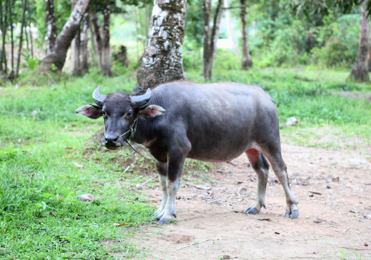 Бубалус животное