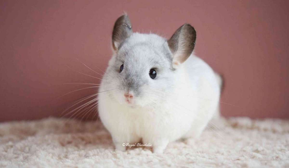 Японская шиншилла