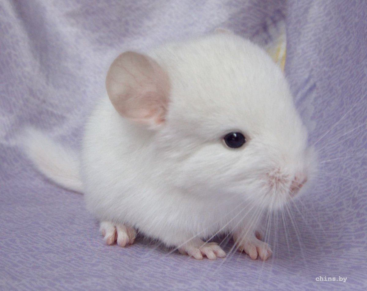 Шиншилла белая маленькая