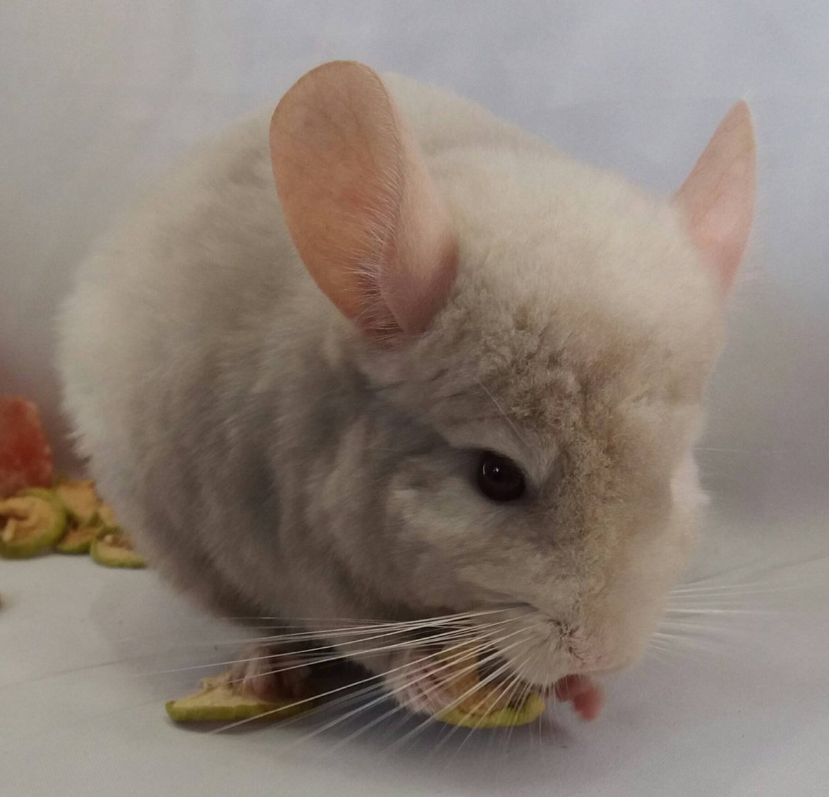 Шиншилла гомобежевая бархат