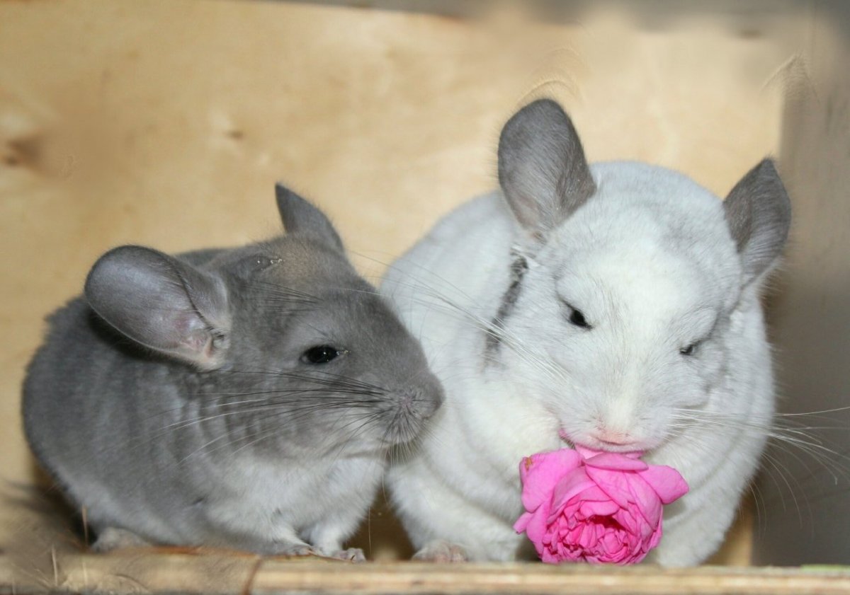 Шиншилла бело-розовая