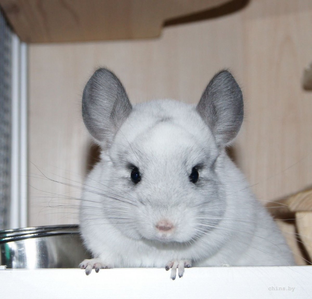 Шиншилла Вильсон