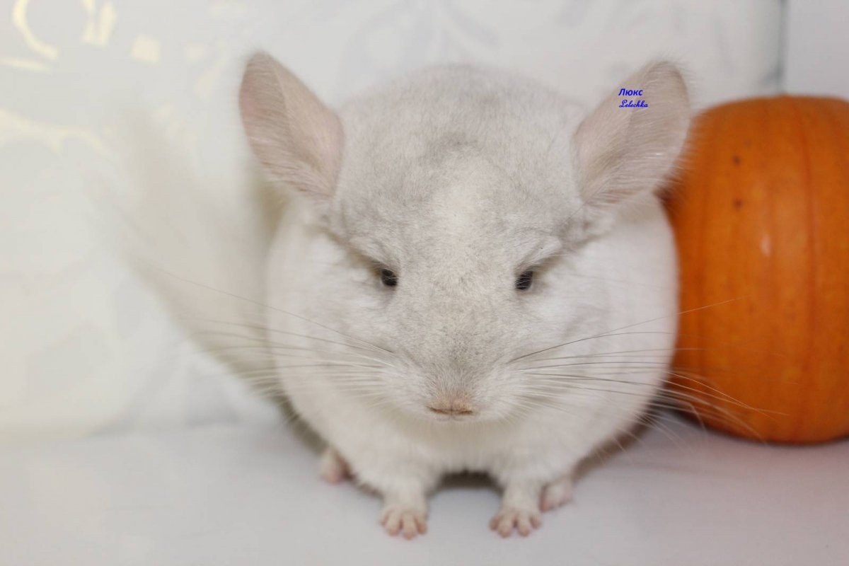 Розовый шиншилленок