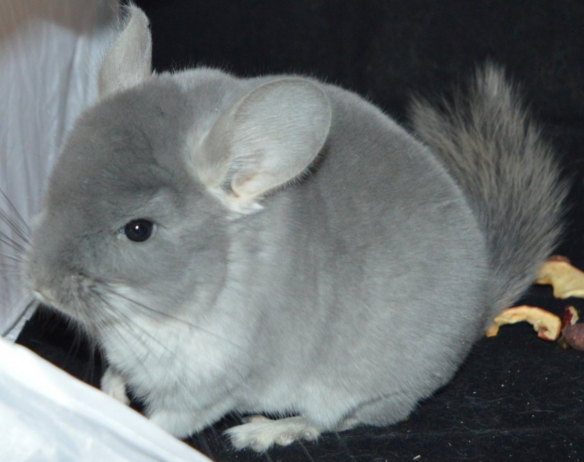 Шиншилла длиннохвостая белая