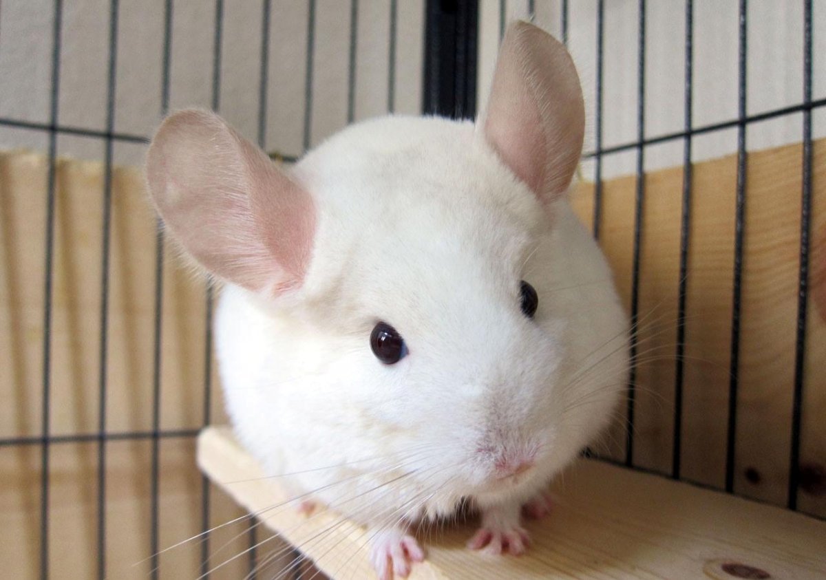 Шиншилла окрас белый Вильсон