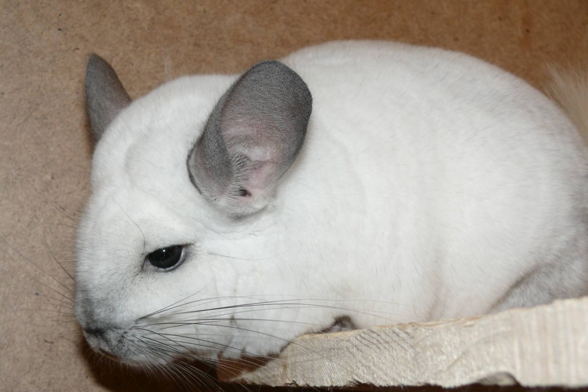 Шиншилла белая