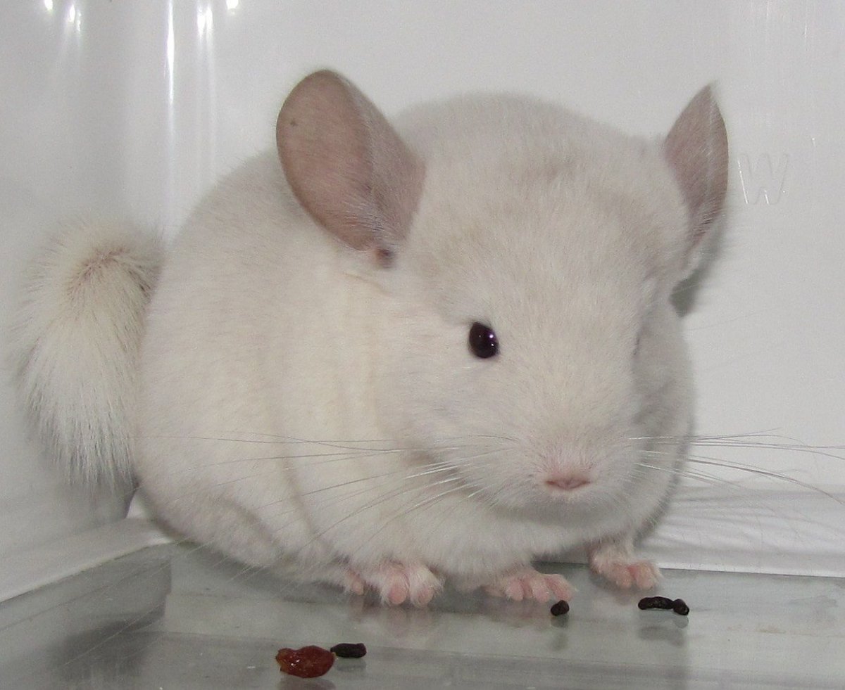 Шиншилла маленькая белый Вильсон