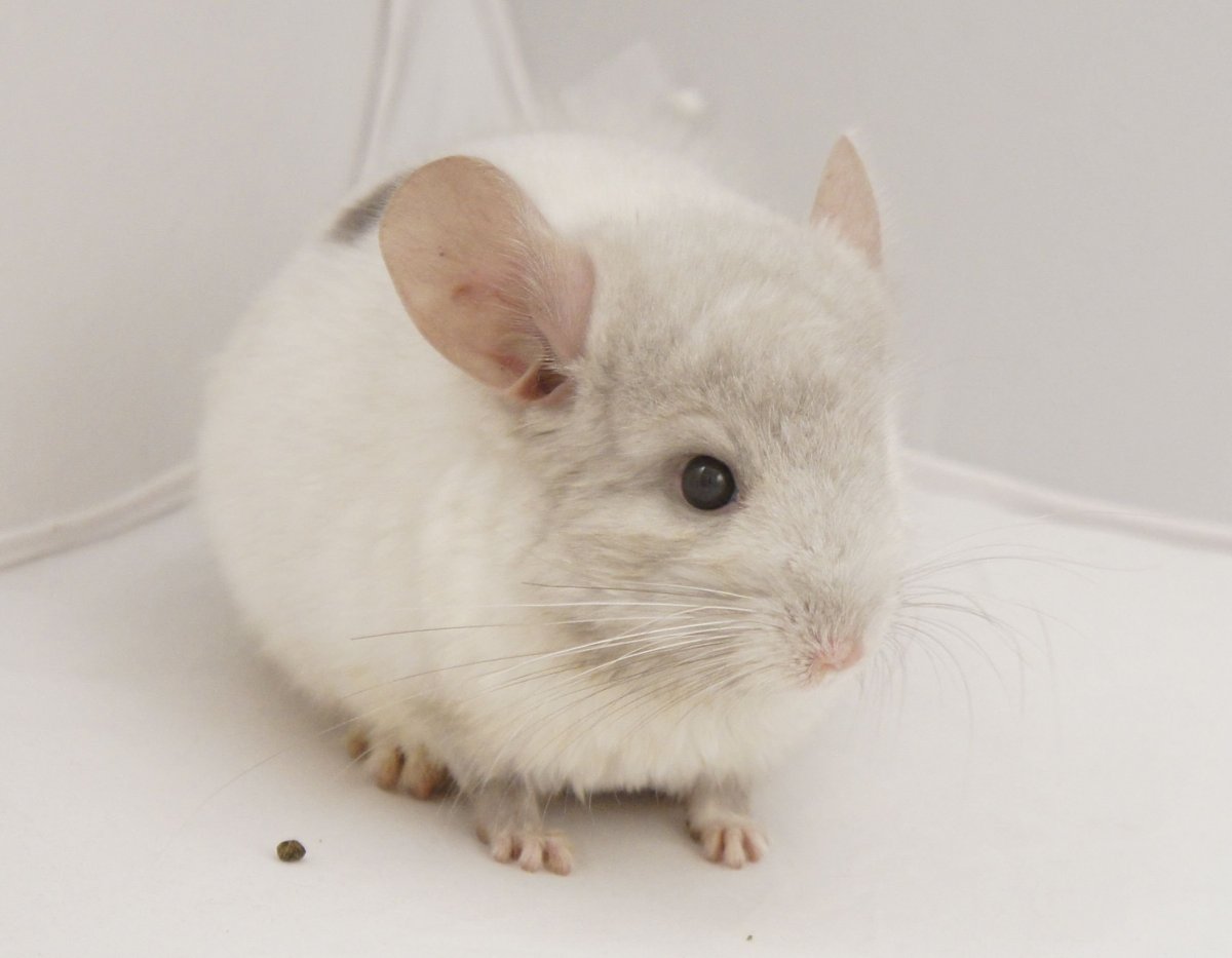 Шиншилла белая маленькая