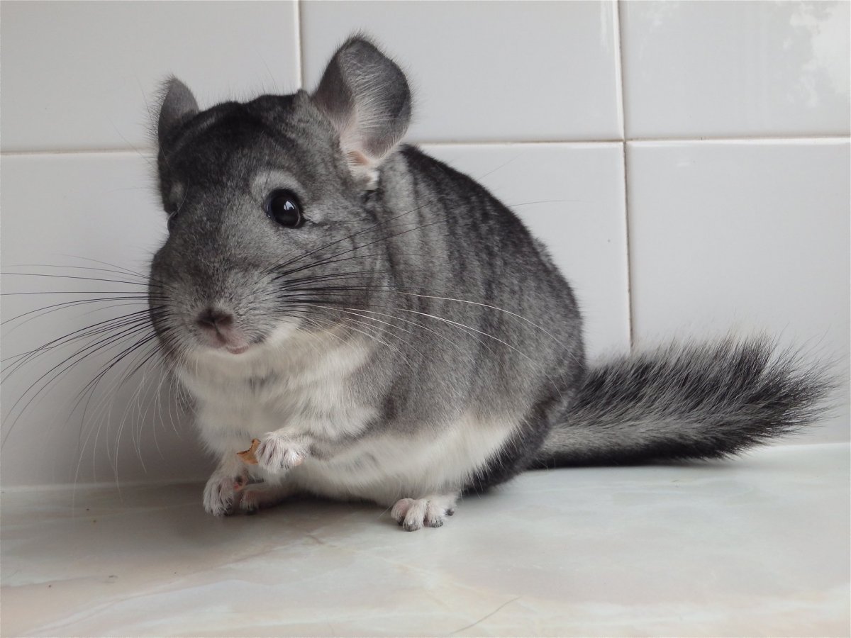 Серая полосатая шиншилла