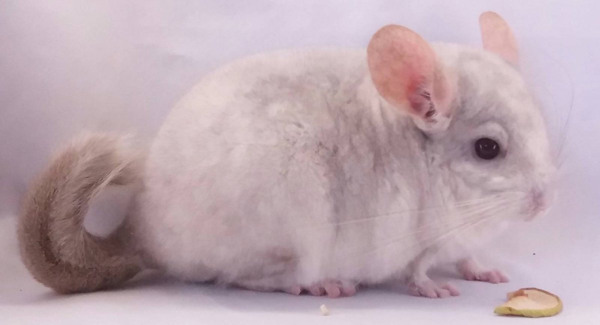 Шиншилла бело-розовая