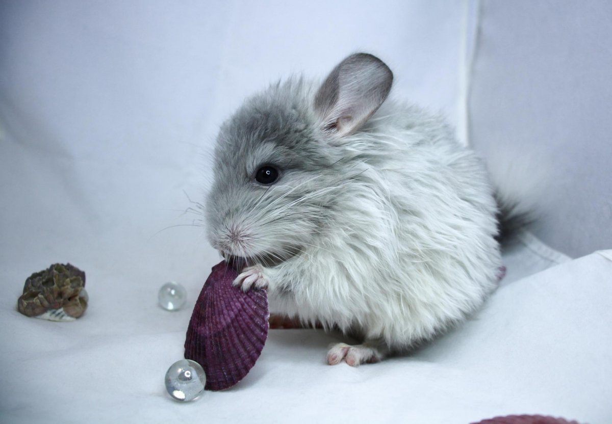 Шиншилла белая
