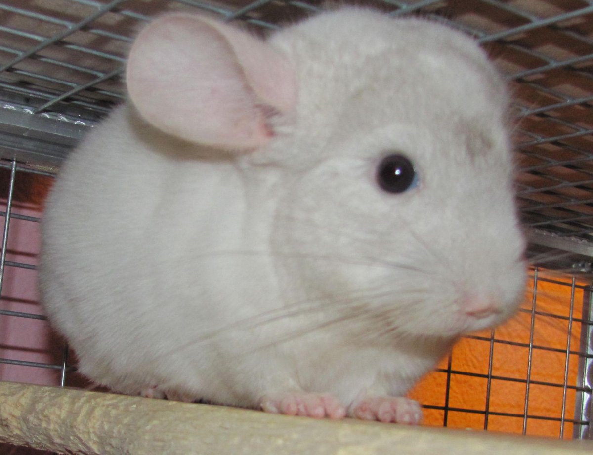 Короткохвостая шиншилла