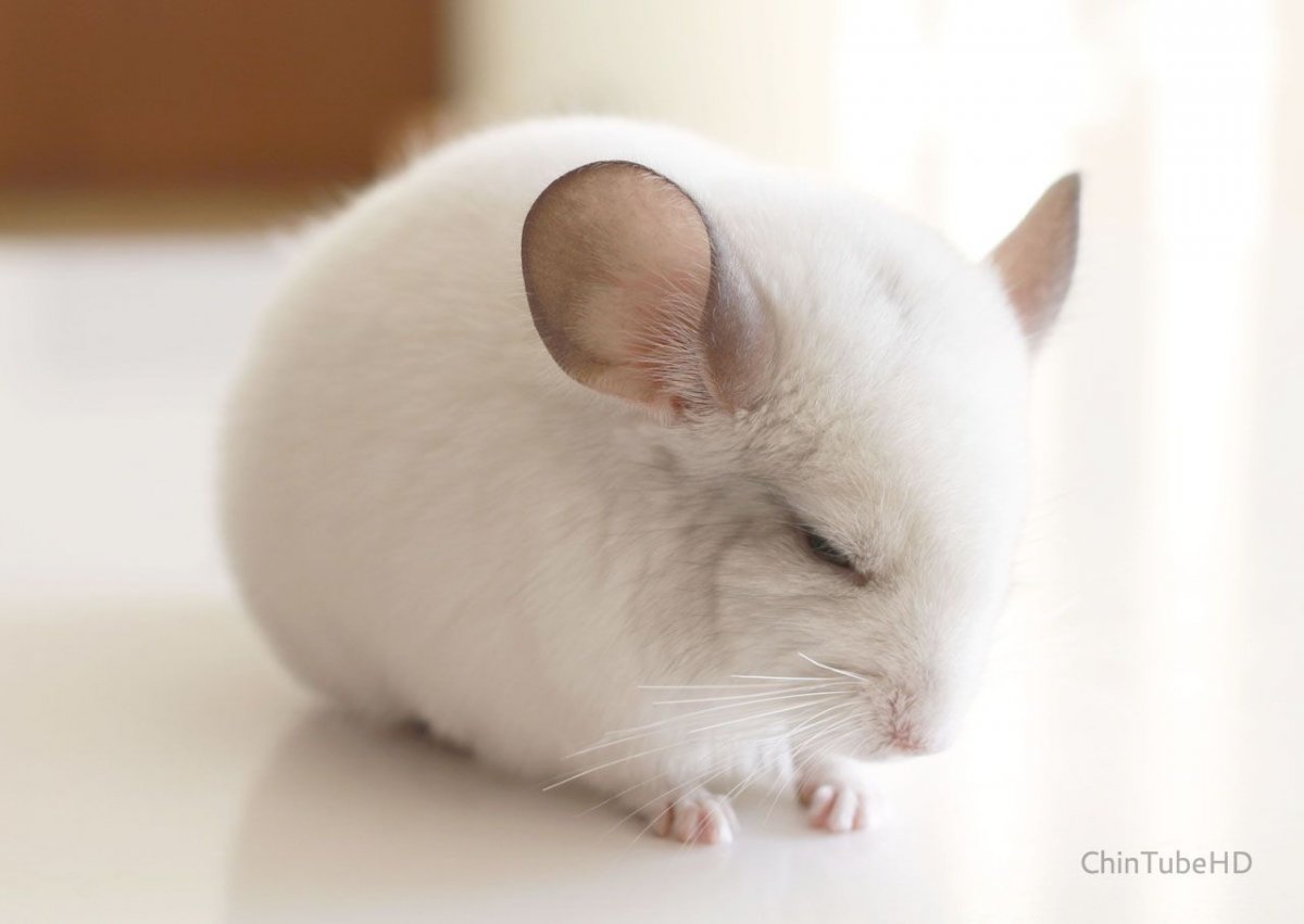 Шиншилла бело-розовая