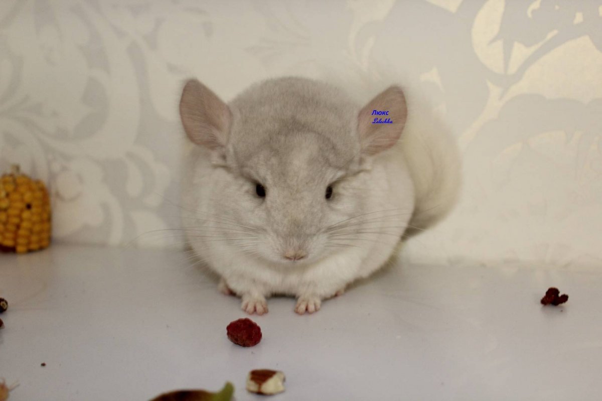 Маленькие щекастые шиншиллы коты