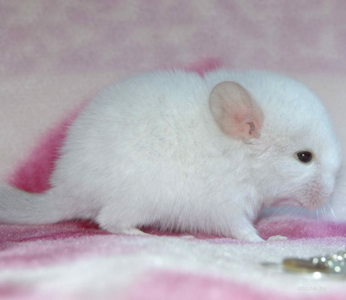 Шиншилла Кана