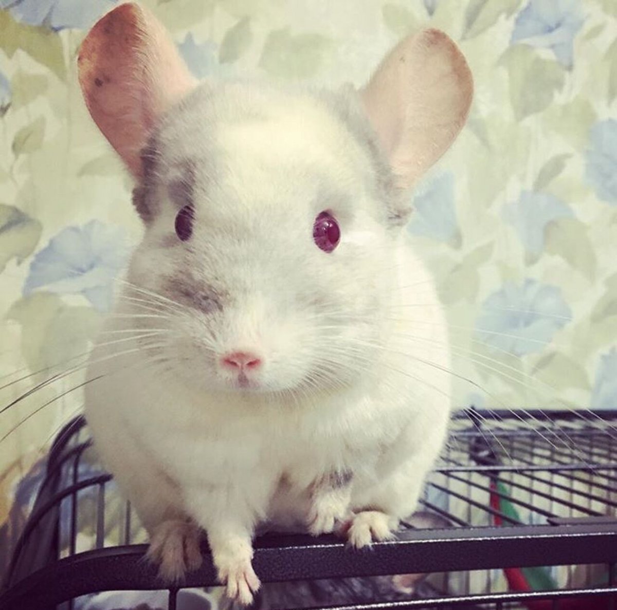 Шиншилла розовая шиншилла