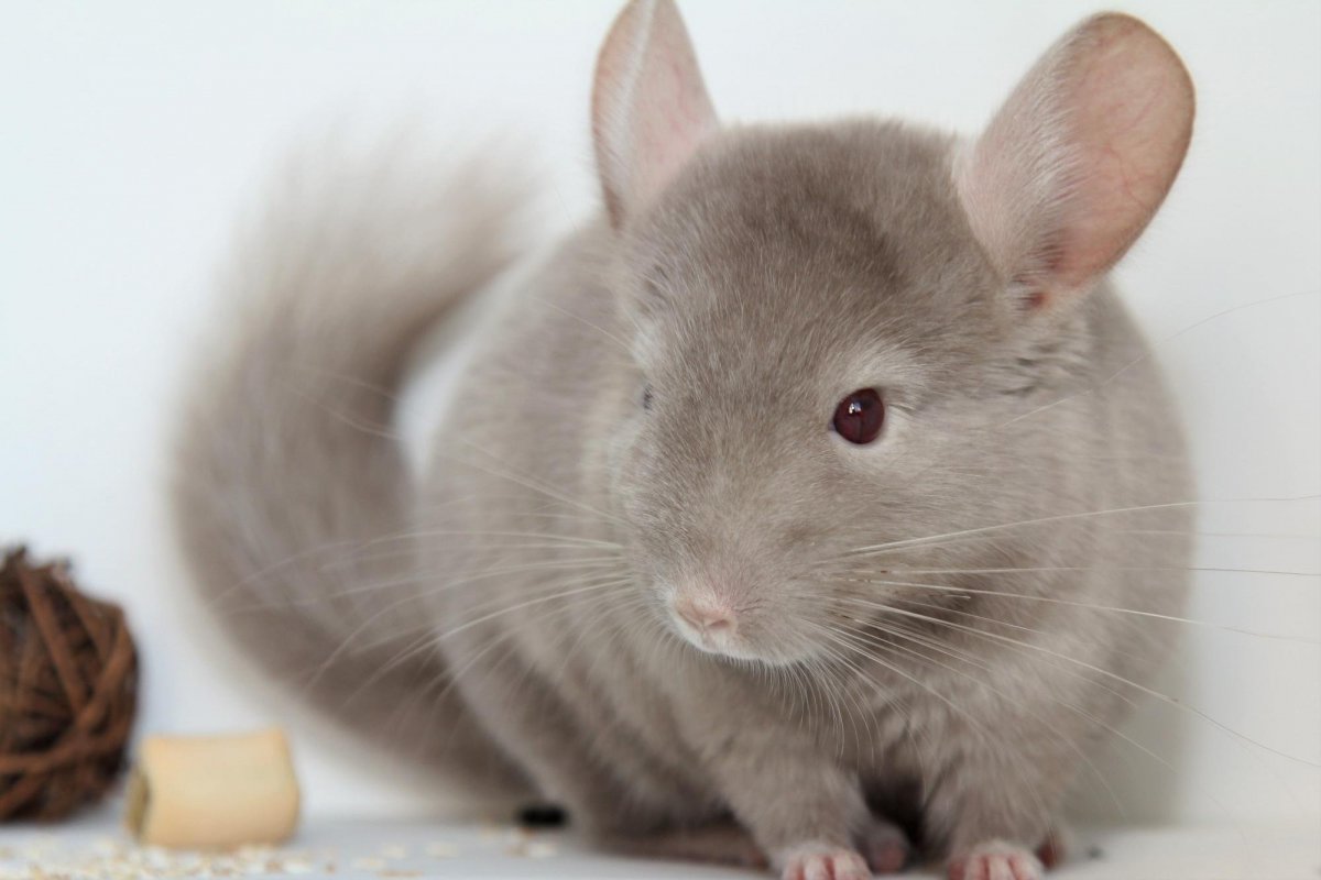 Шиншилла Вильсон