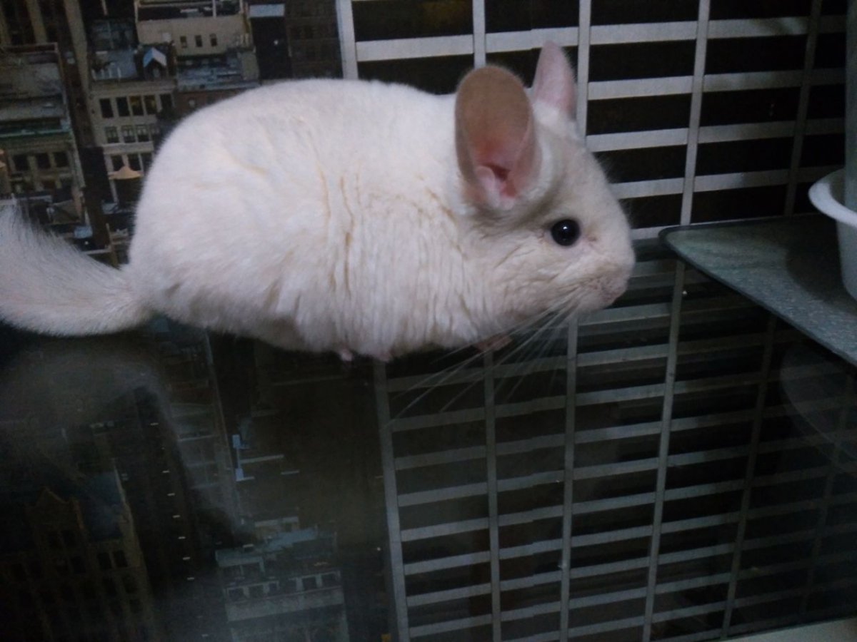 Розовая шиншилла