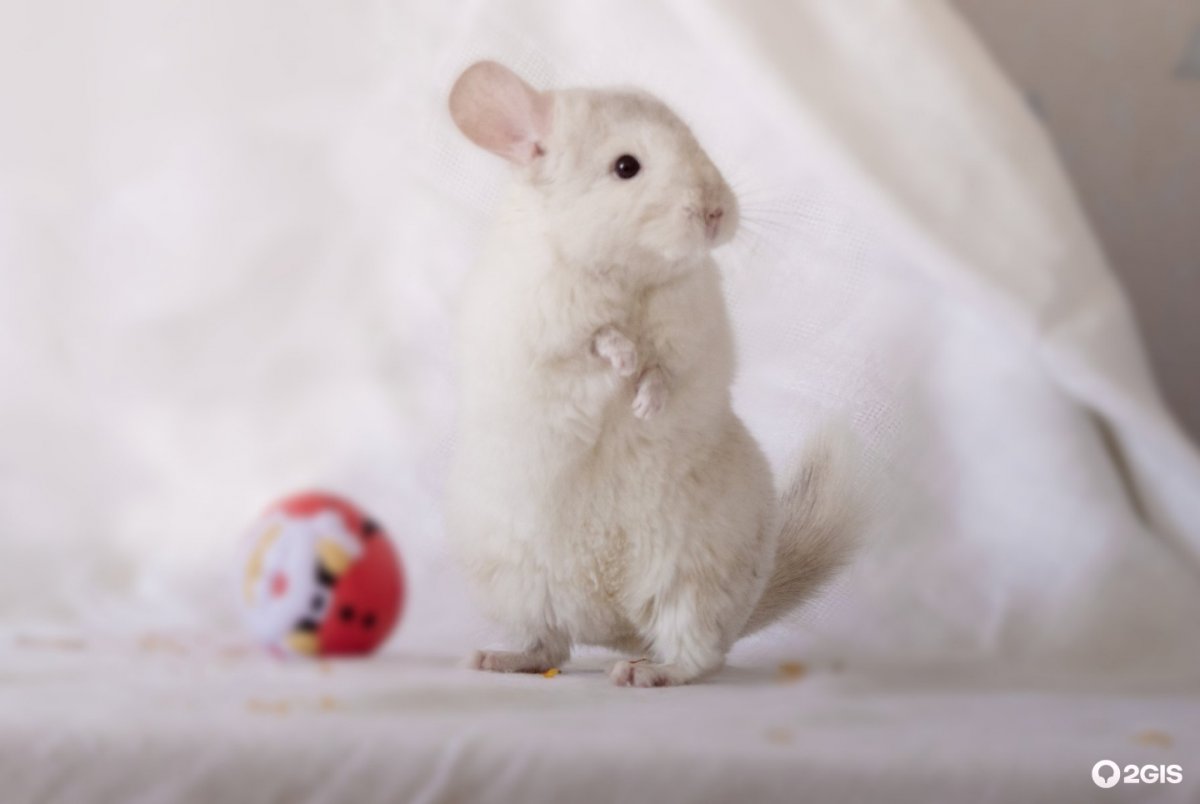 Канадская шиншилла