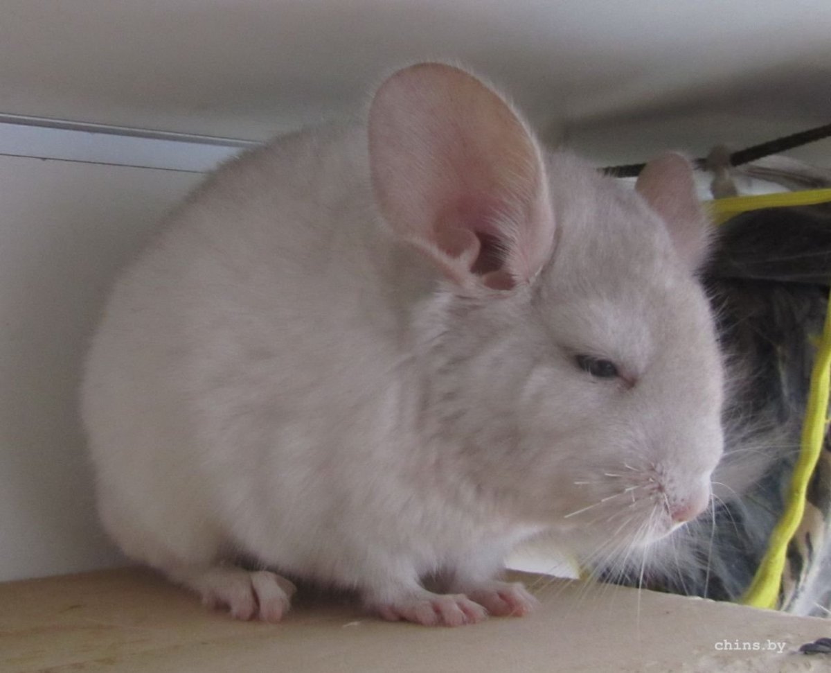 Смешная шиншилла Вильсон