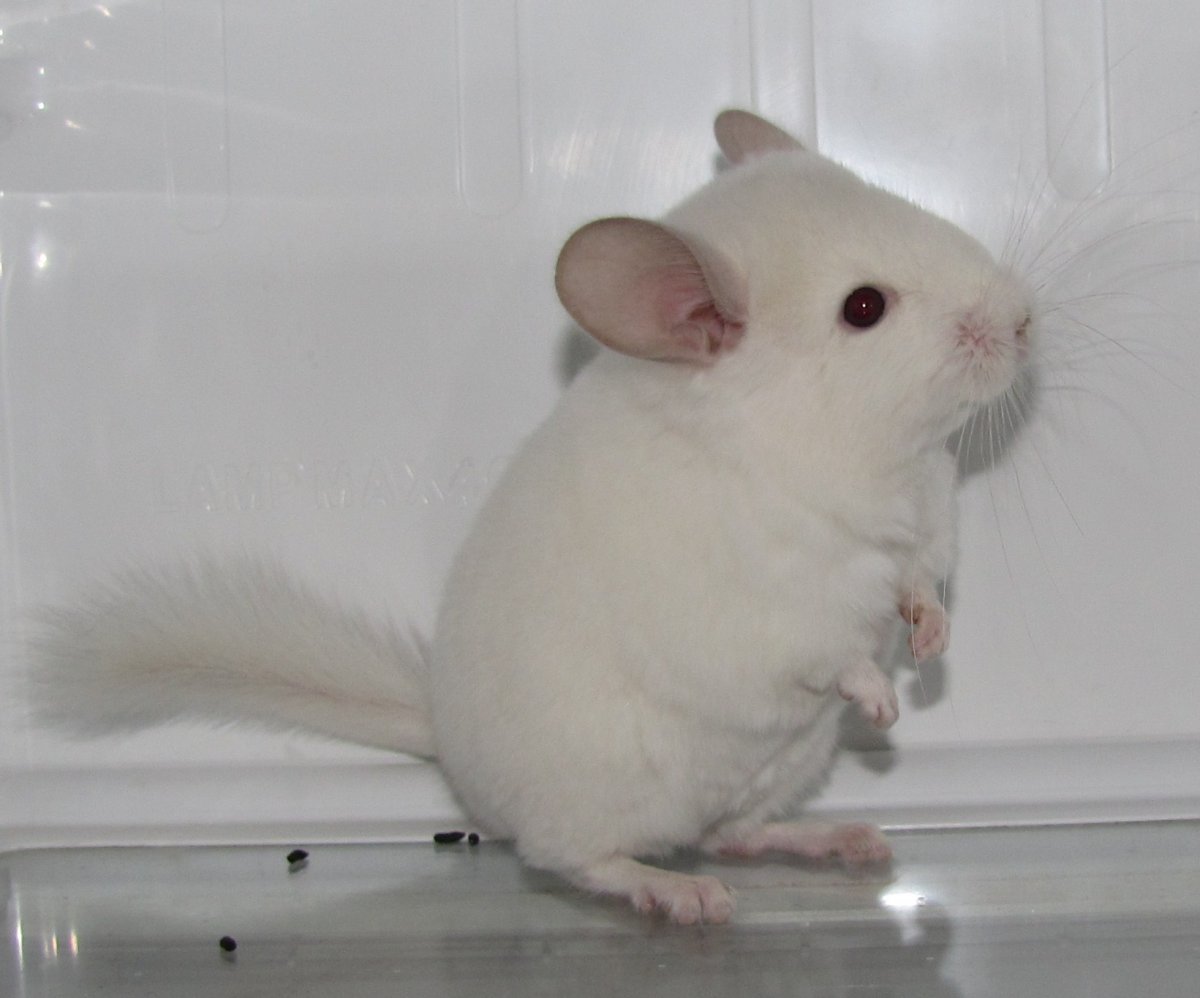 Канадская шиншилла