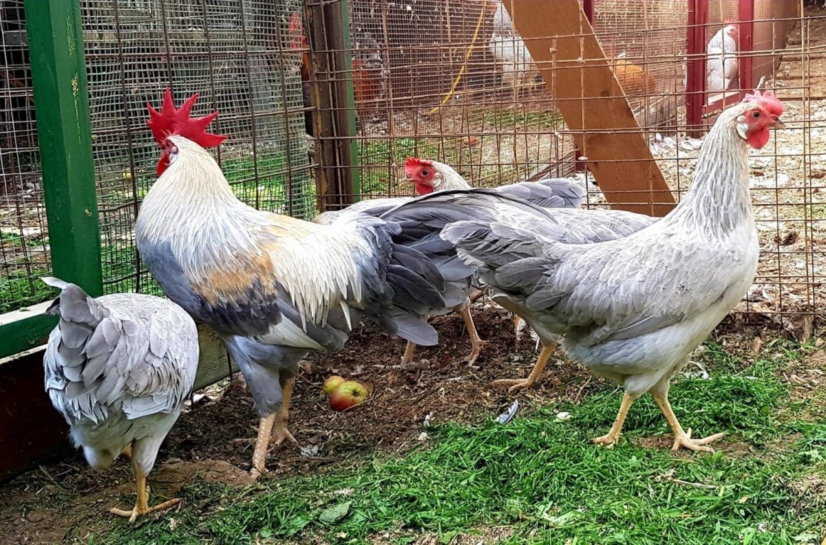 Леггорн Изабелла порода