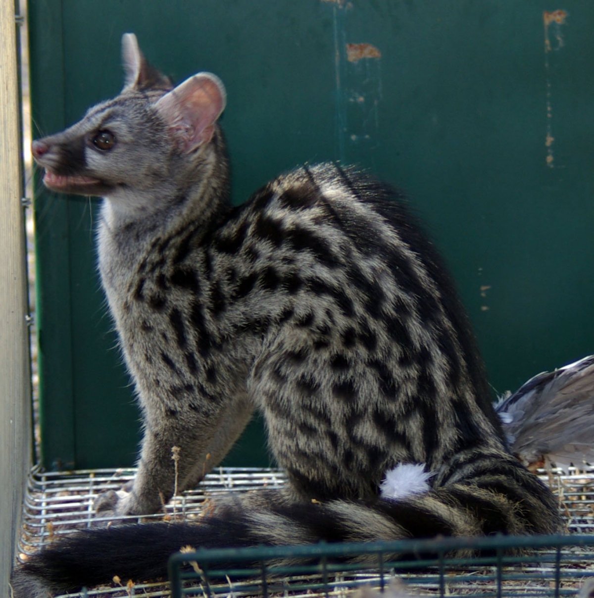 Виверровые генетта