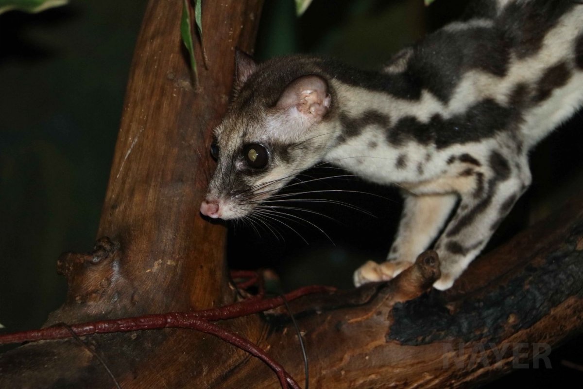 Малабарская цивета