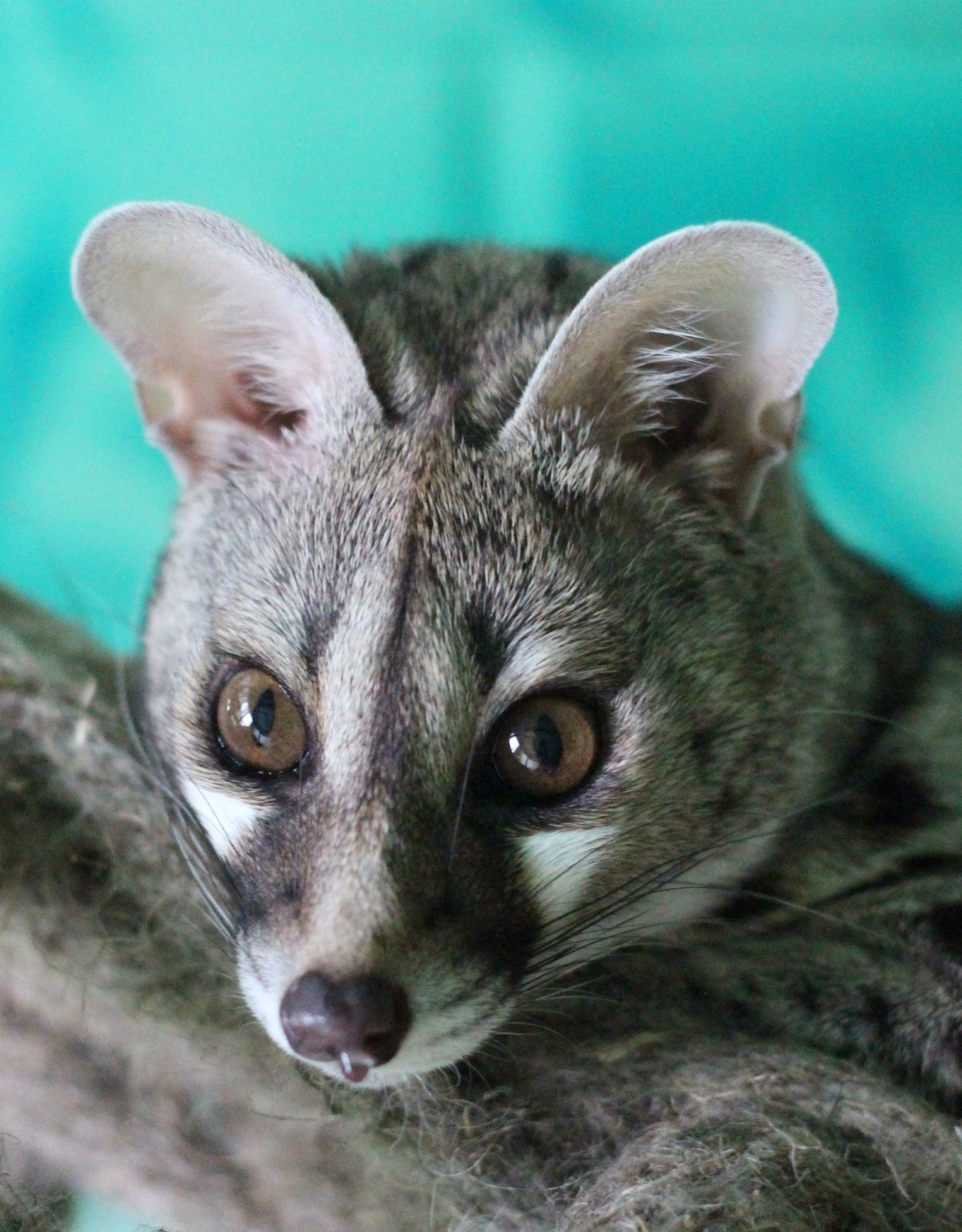 Западноафриканская генетта