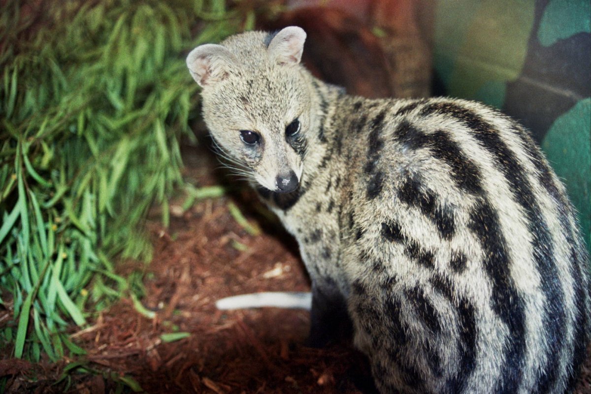 Генетта детеныш