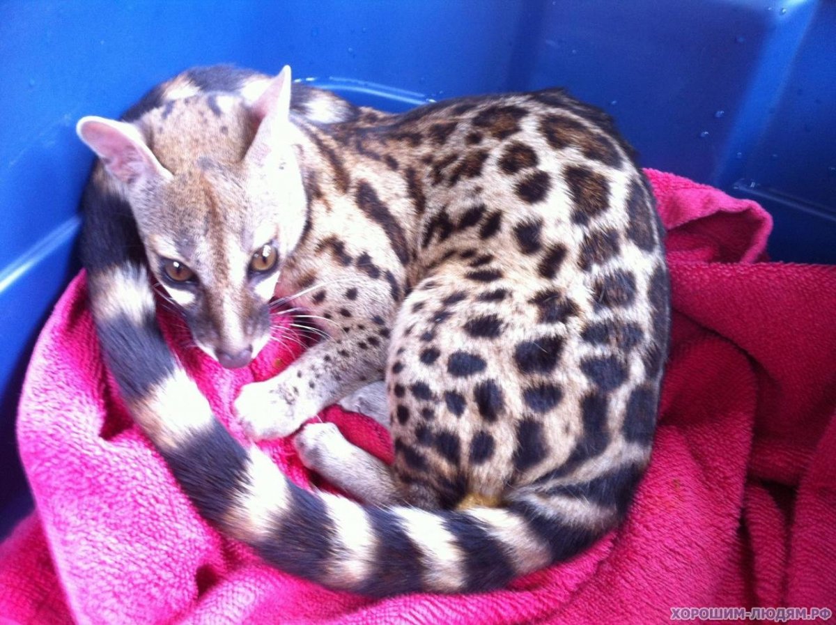 Обыкновенная генетта