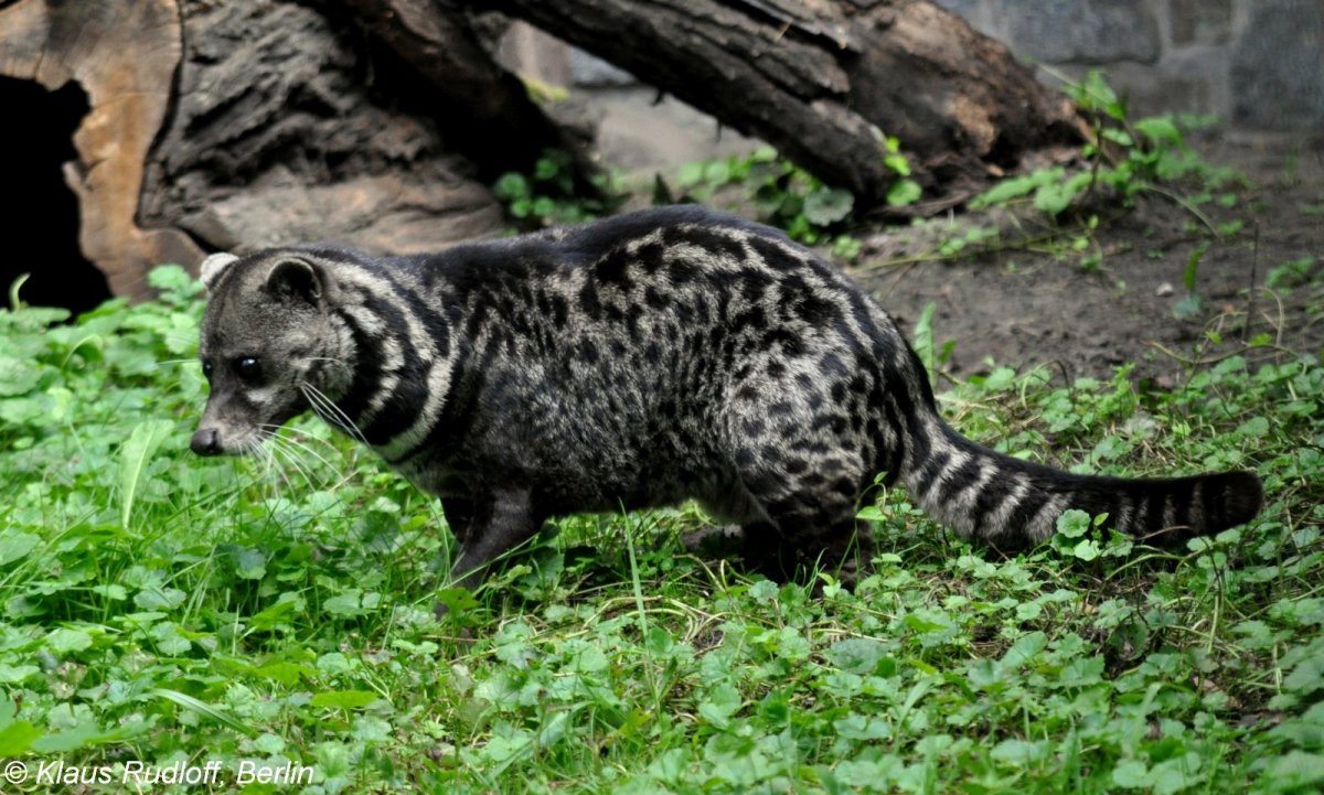 Малабарская Циветта