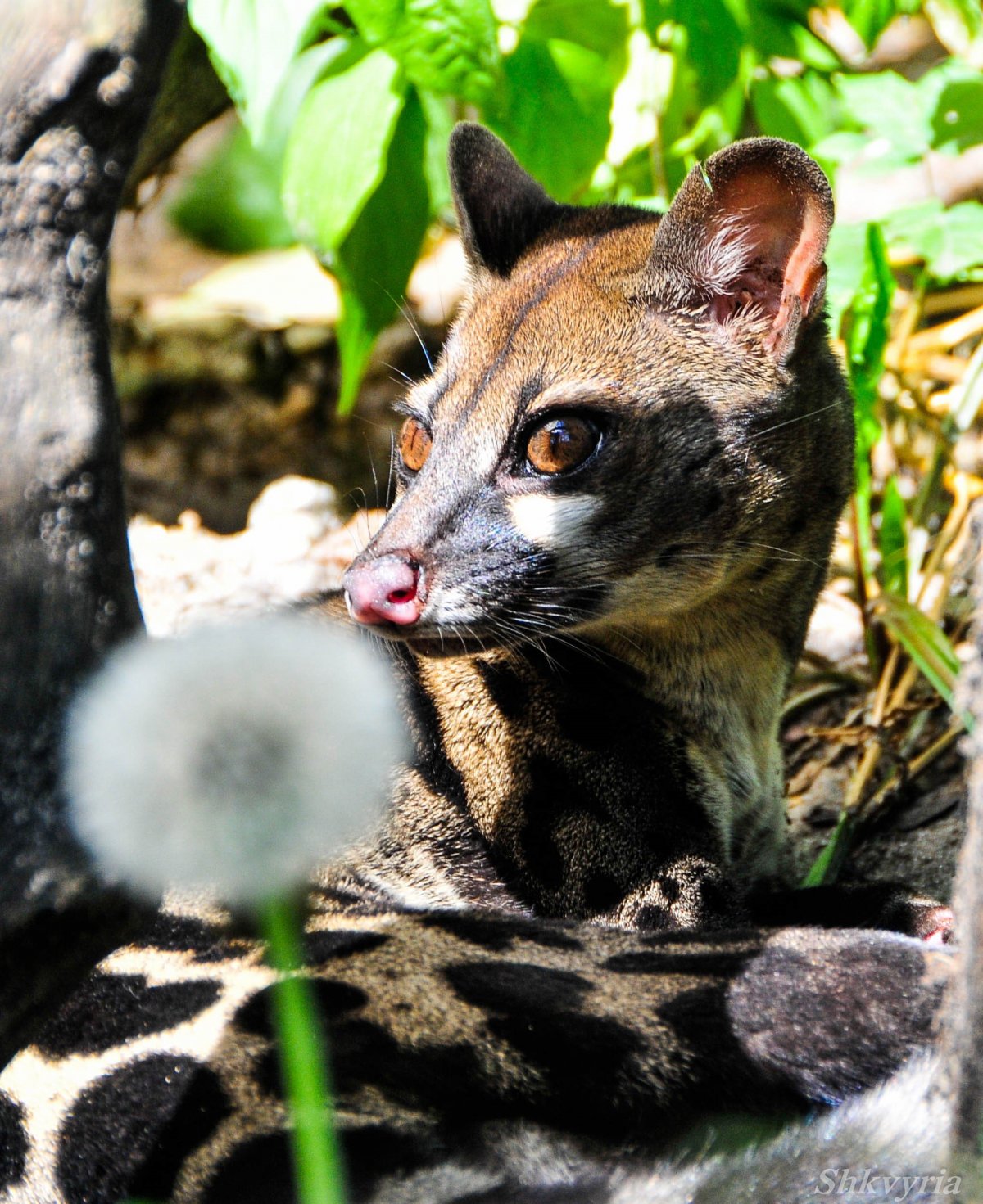 Эфиопская генетта
