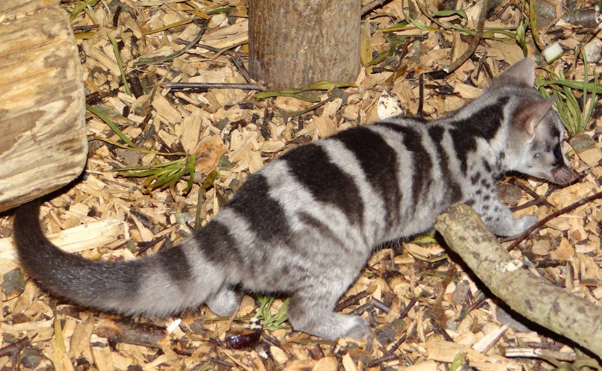 Тигровая генетта