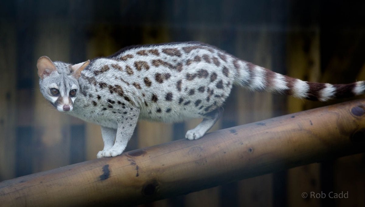 Обыкновенная генетта