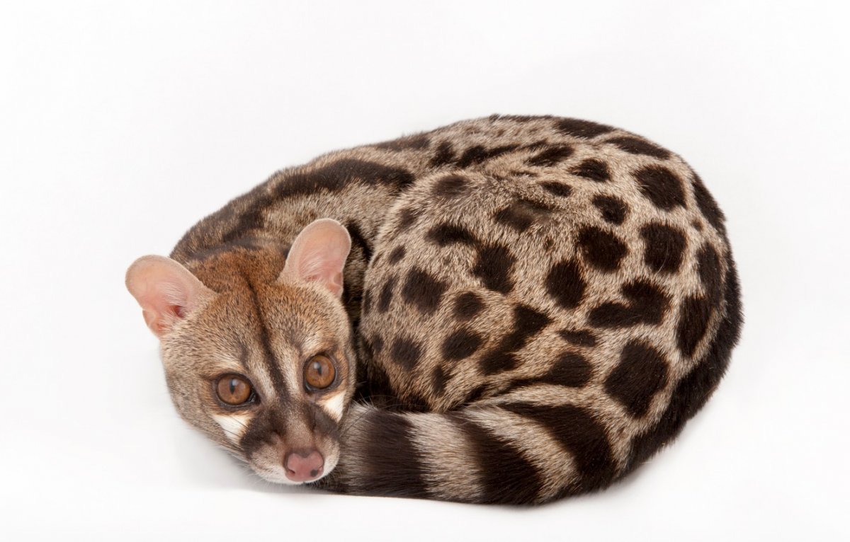 Обыкновенная генетта