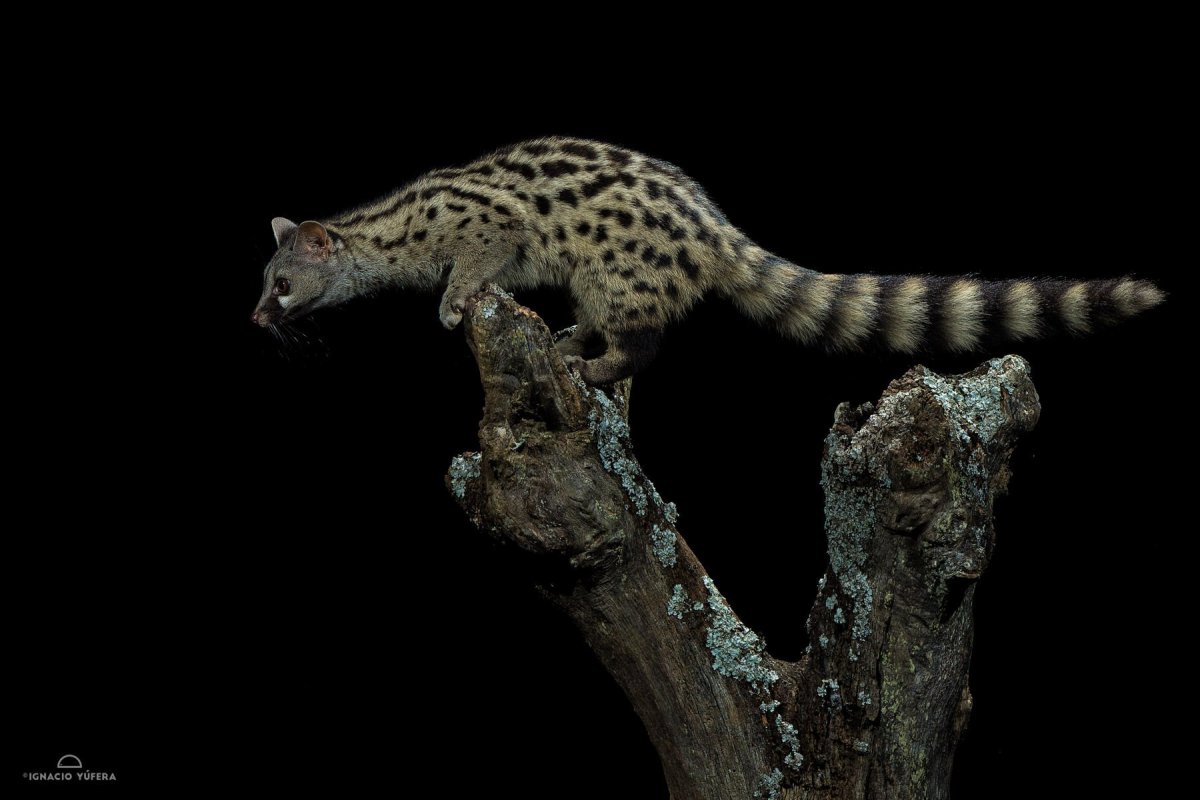 Обыкновенная генетта мордочка