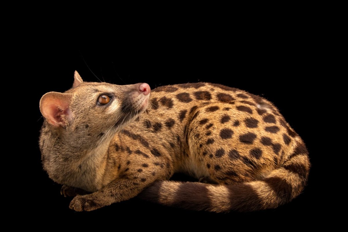 Обыкновенная генетта